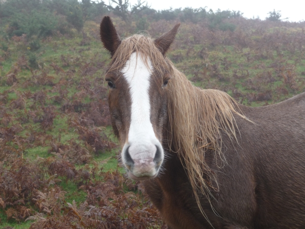 Antolakuntzak aukeratua. Gaia: Lau hankako animaliak