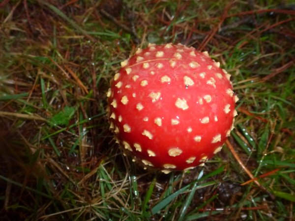Antolakuntzak aukeratua. Gaia: Udazkena